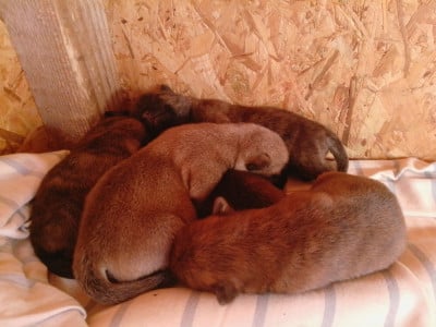 CHIOT 3 - Cairn Terrier
