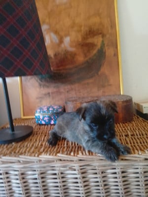 Les chiots de Cairn Terrier