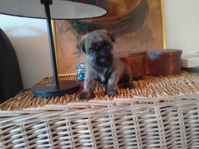 Les chiots de Cairn Terrier