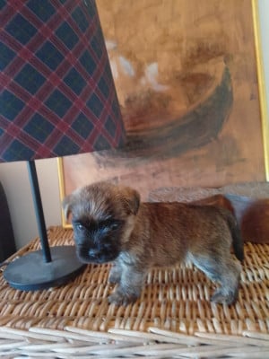 Les chiots de Cairn Terrier