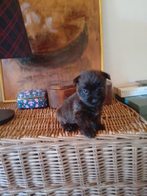 Les chiots de Cairn Terrier