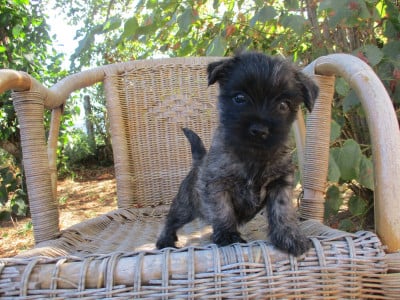 Les chiots de Cairn Terrier