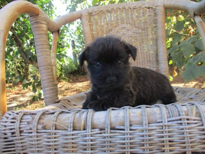 Les chiots de Cairn Terrier