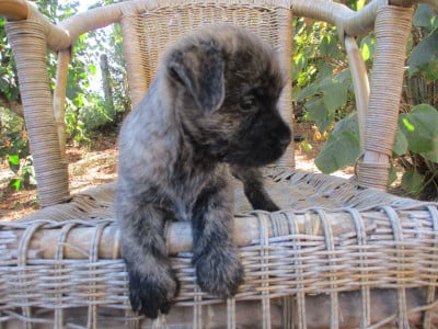Les chiots de Cairn Terrier
