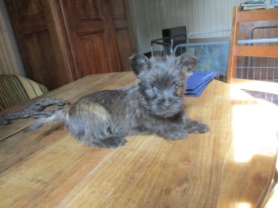 Les chiots de Cairn Terrier