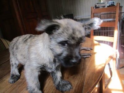 Les chiots de Cairn Terrier