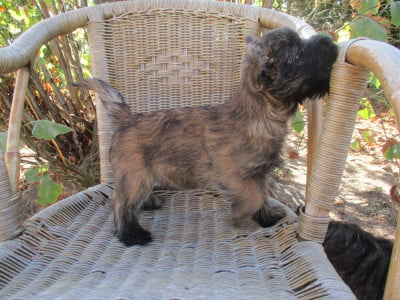 Les chiots de Cairn Terrier
