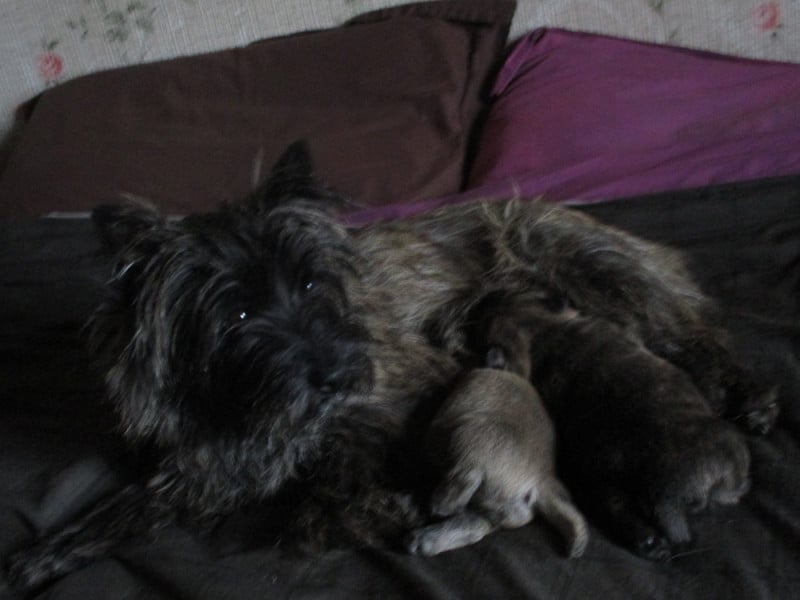 Cairn Terrier - Des Cedres De Bourdane