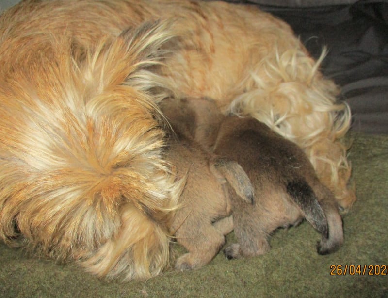 Cairn Terrier - Des Cedres De Bourdane