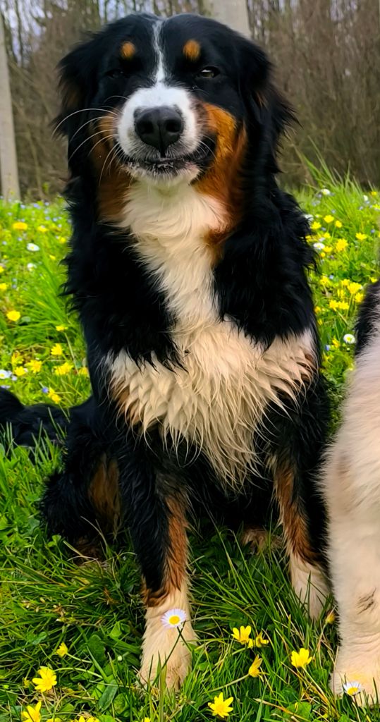 Ultym For The Memory Of Mandy