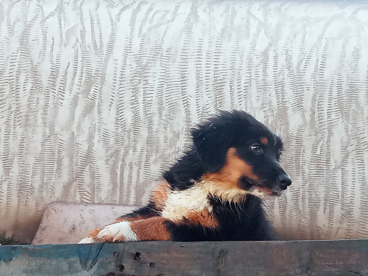 AZALÉE For the memory of Mandy