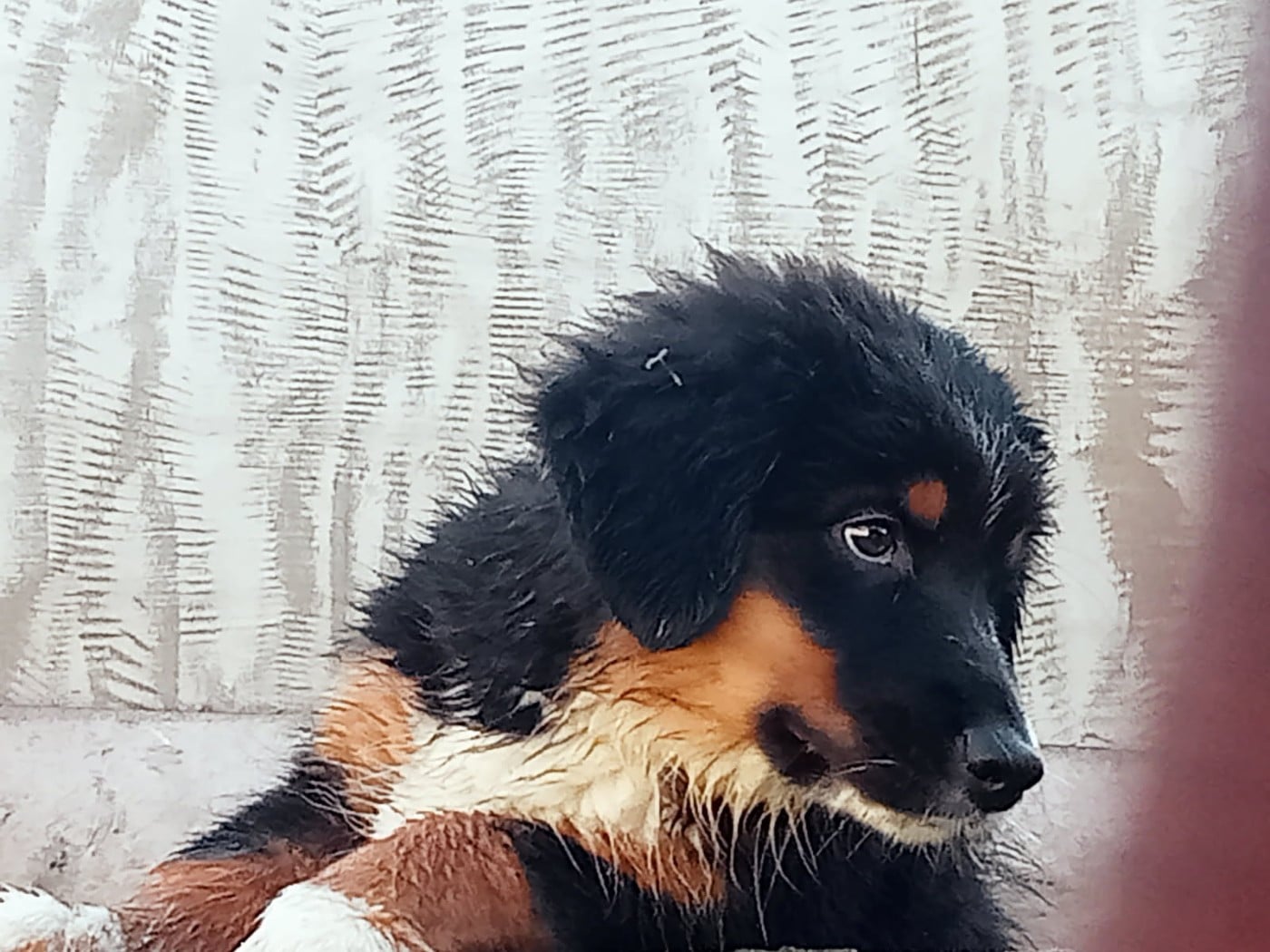 AZALÉE For the memory of Mandy