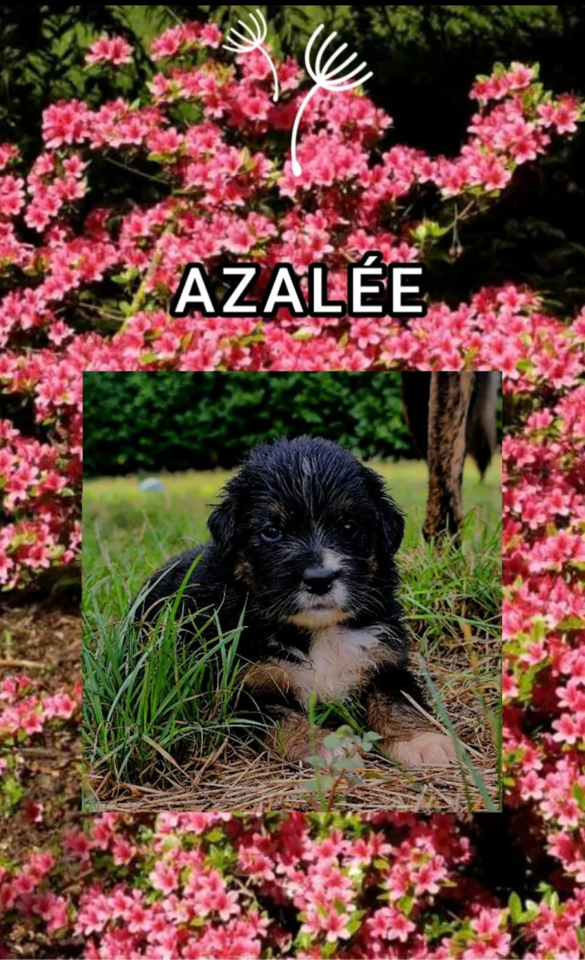 AZALÉE For the memory of Mandy