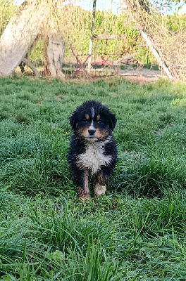 Les chiots de Berger Australien