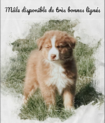 Les chiots de Berger Australien