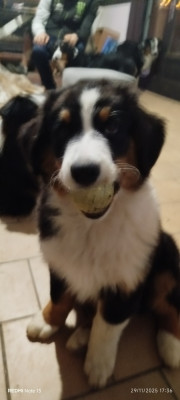 Les chiots de Berger Australien