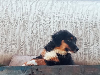 Les chiots de Berger Australien