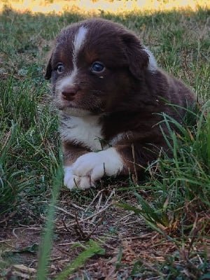 Les chiots de Berger Australien