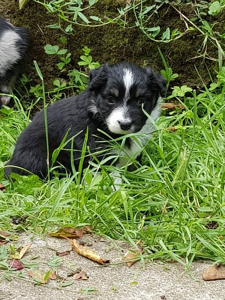 Onah - Mini Berger Americain