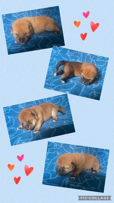 CHIOT 4 - Shiba