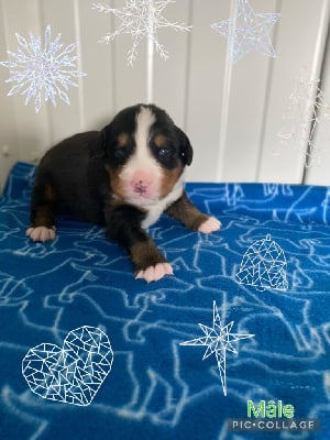 Les chiots de Bouvier Bernois