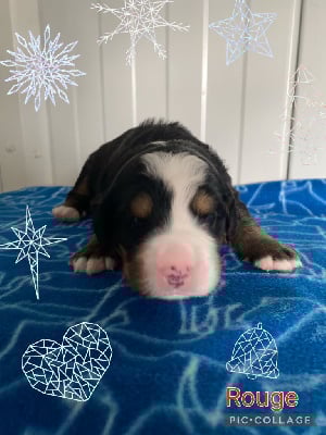 Les chiots de Bouvier Bernois