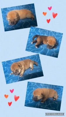 Les chiots de Shiba