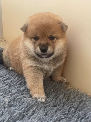 Les chiots de Shiba