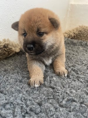 Les chiots de Shiba