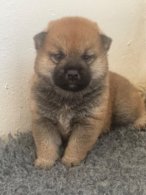 Les chiots de Shiba