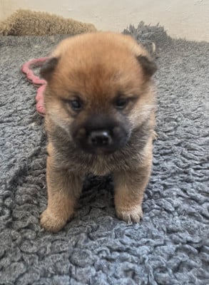 Les chiots de Shiba