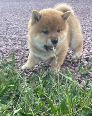 Les chiots de Shiba