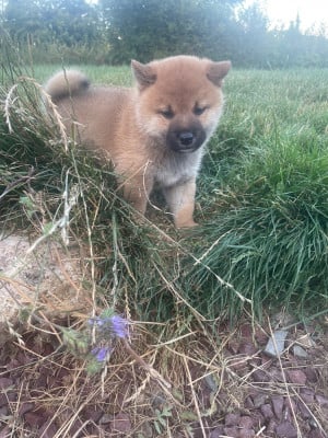 Les chiots de Shiba