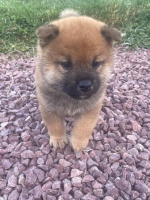 Les chiots de Shiba