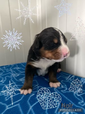 Les chiots de Bouvier Bernois