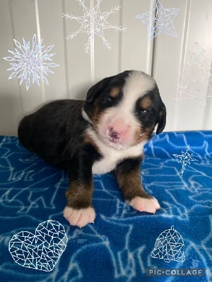 Les chiots de Bouvier Bernois