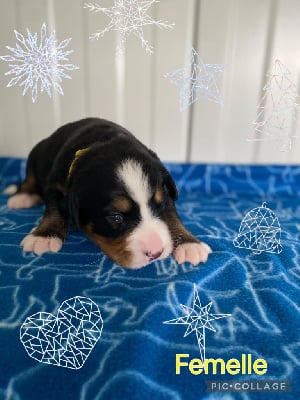 Les chiots de Bouvier Bernois