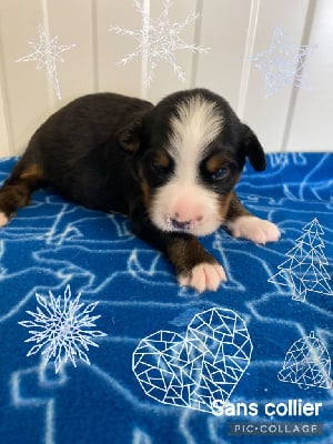 Les chiots de Bouvier Bernois