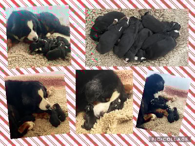 Les chiots de Bouvier Bernois