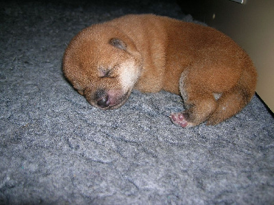 Les chiots de Shiba