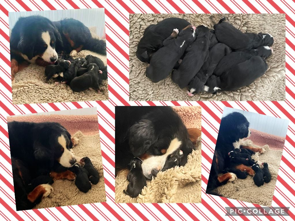 CHIOT - Bouvier Bernois