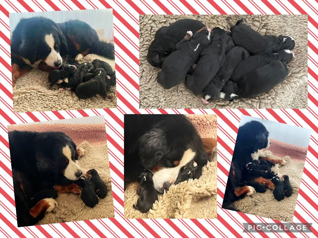 CHIOT - Bouvier Bernois