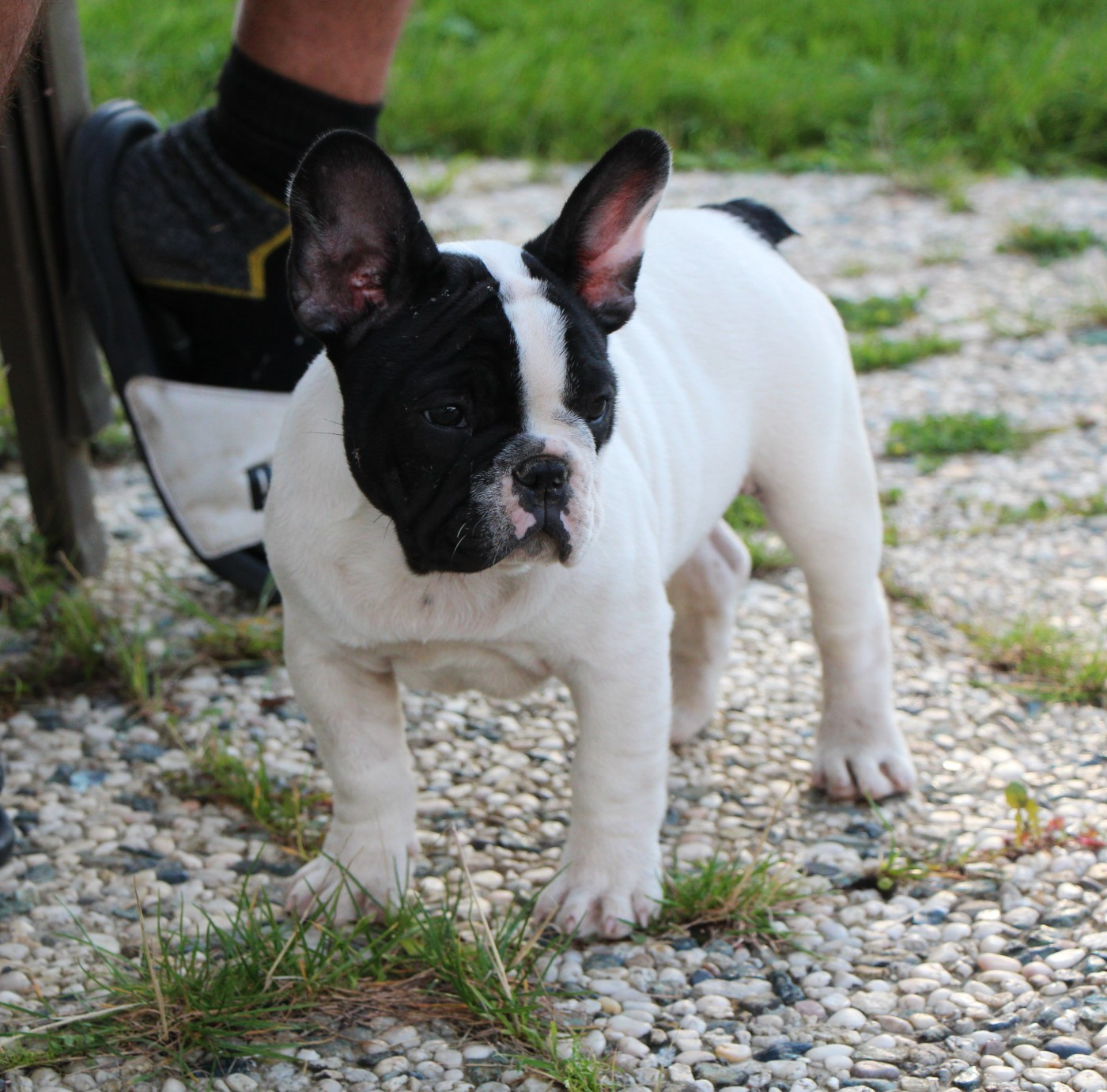 Publication : De La Notte Di Cane Auteur : Notte di Cane