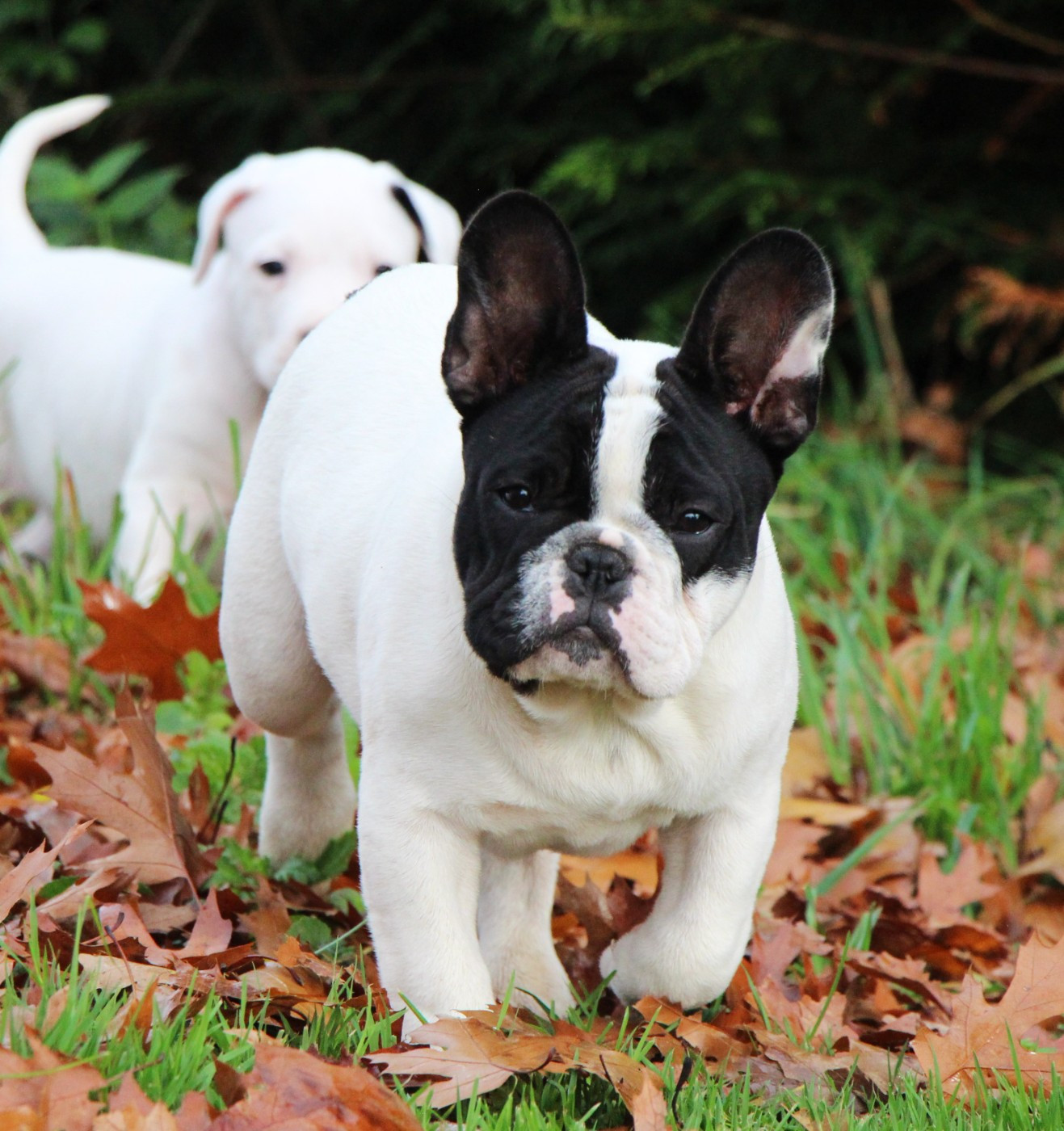 Publication : De La Notte Di Cane Auteur : Notte di Cane