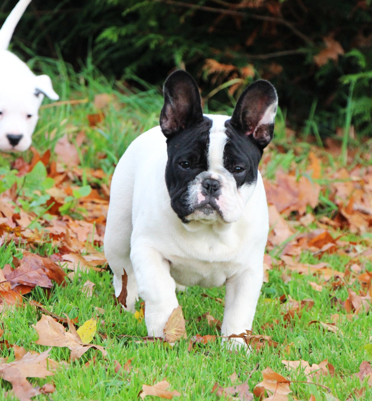 Publication : De La Notte Di Cane Auteur : Notte di Cane