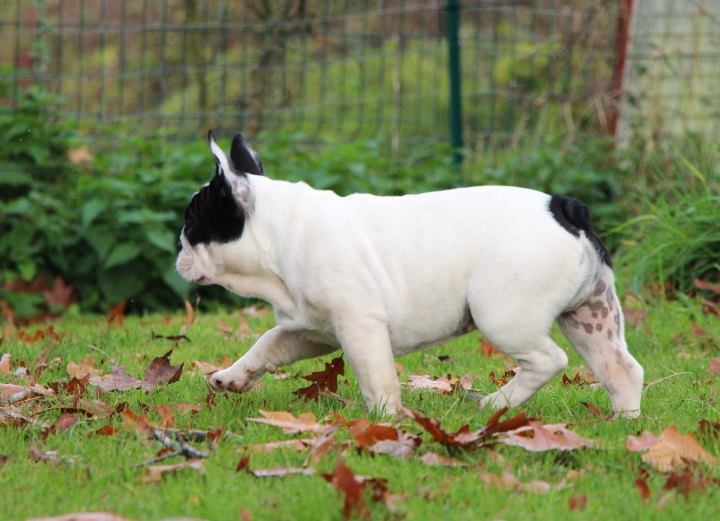 Publication : De La Notte Di Cane Auteur : Notte di Cane