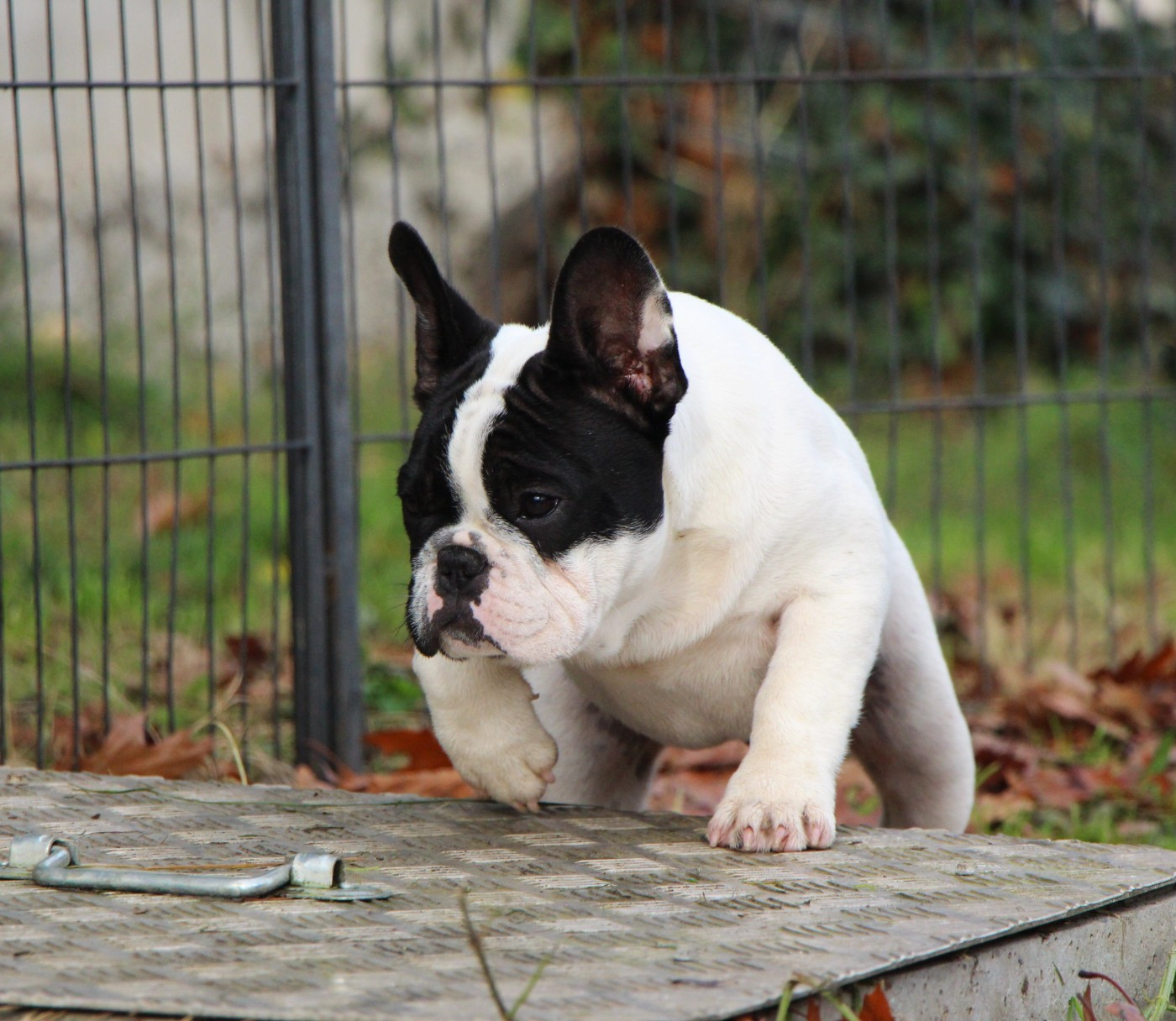 Publication : De La Notte Di Cane Auteur : Notte di Cane