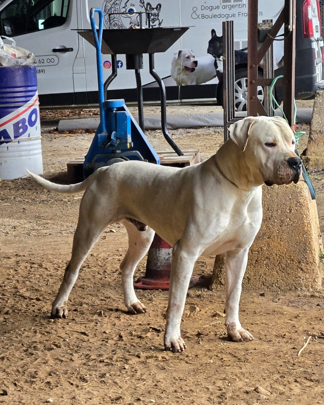 Verdi De La Notte Di Cane