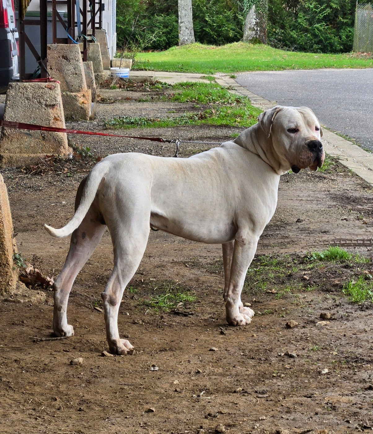Verdi De La Notte Di Cane