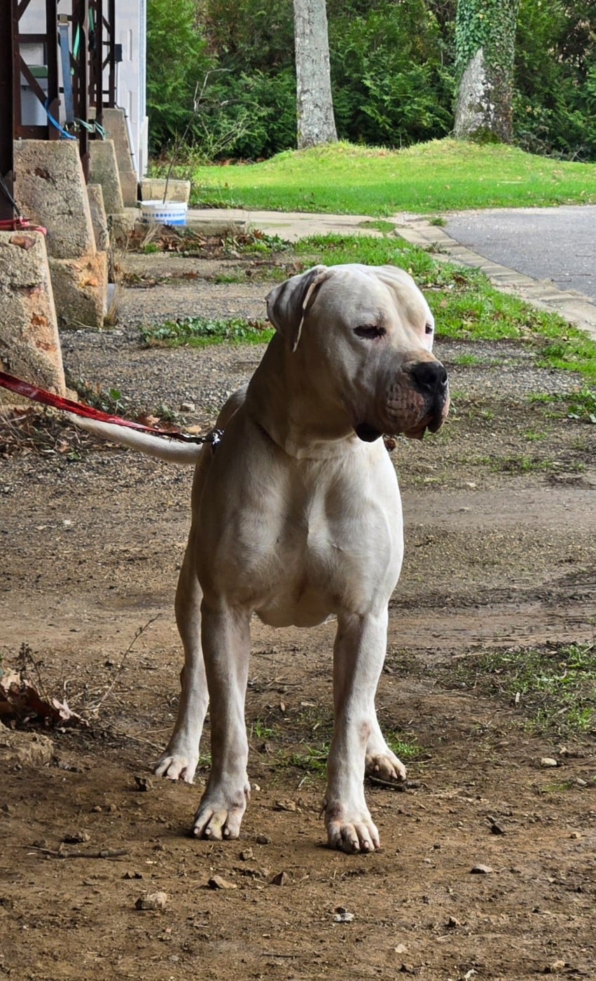 Verdi De La Notte Di Cane